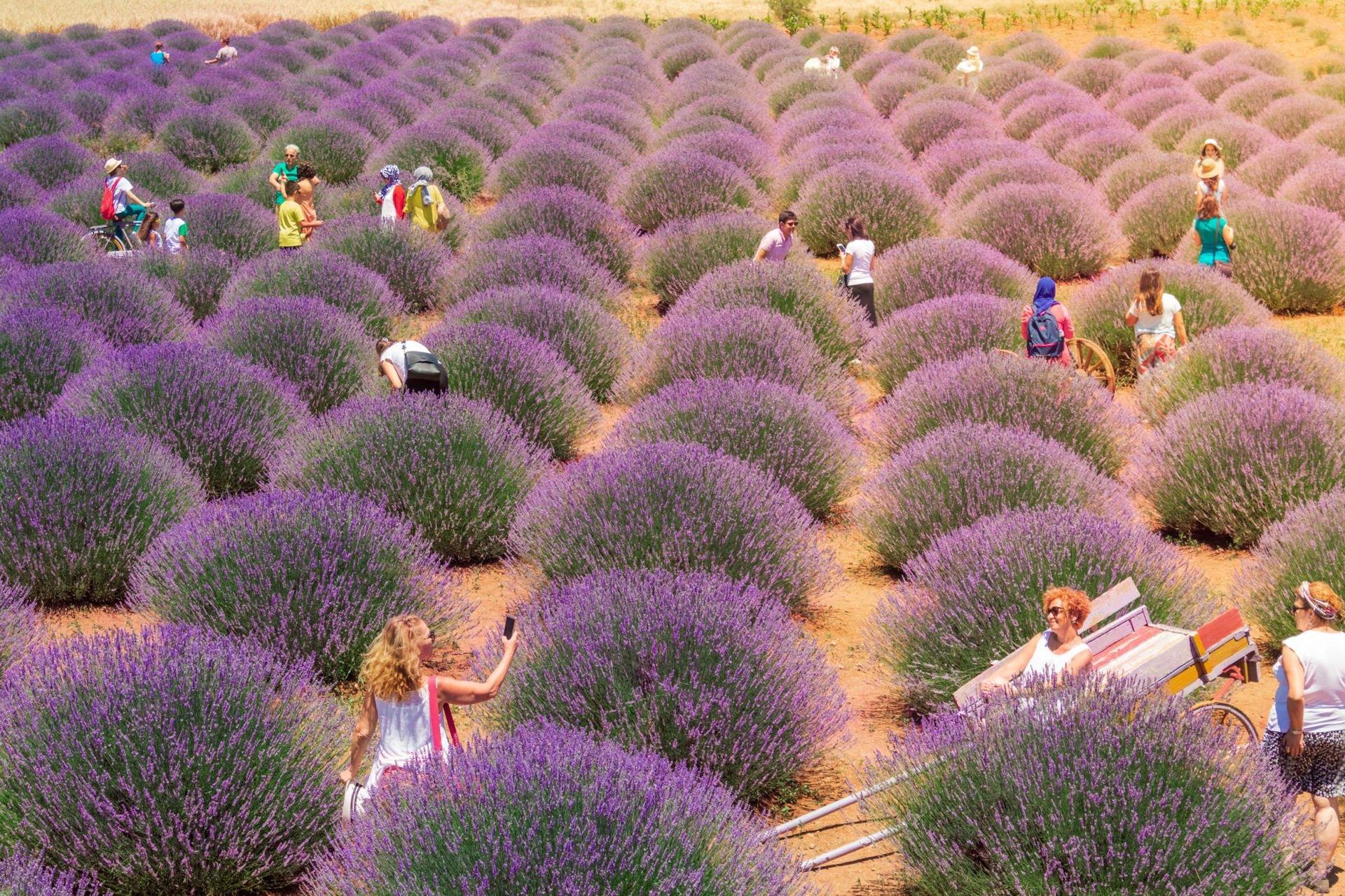 Salda Lake and Lavender Gardens Tour