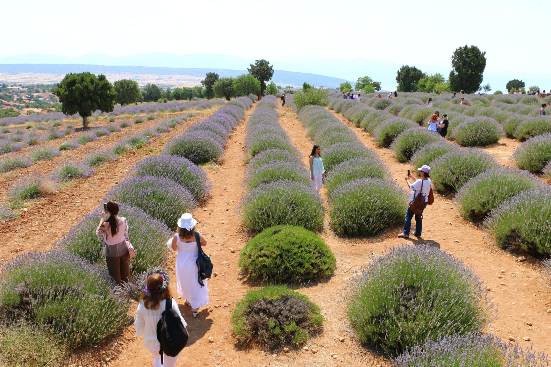 Salda Lake and Lavender Gardens Tour