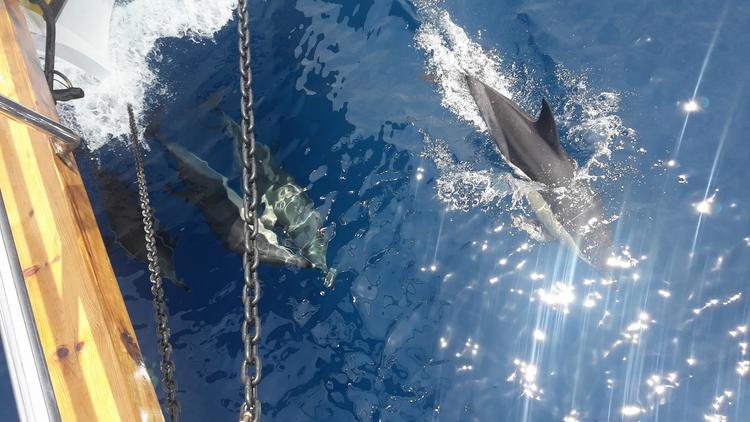 Kusadasi National Park Boat Tour