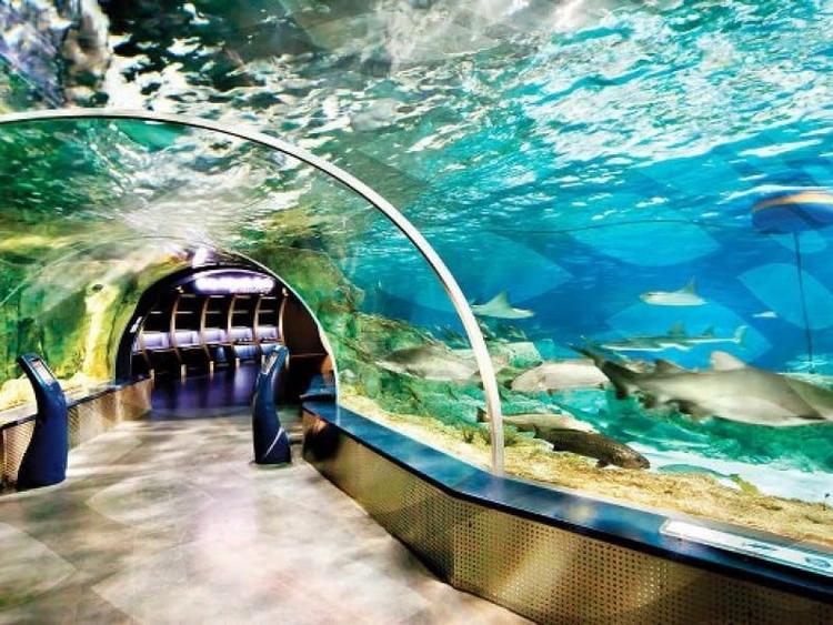 İstanbul Aquarium Tour