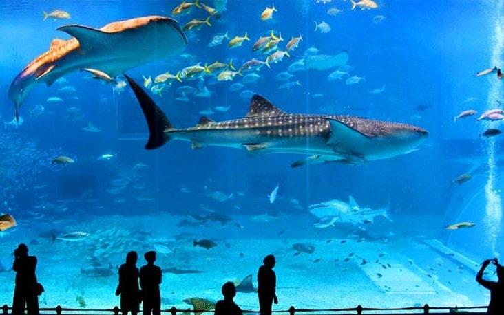 İstanbul Aquarium Tour