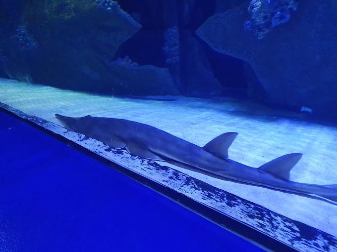 Antalya Aquarium Tour