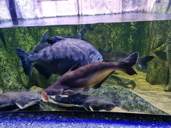 Antalya Aquarium Tour