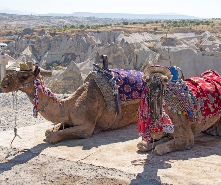 Cappadocia Camel Safari Tour