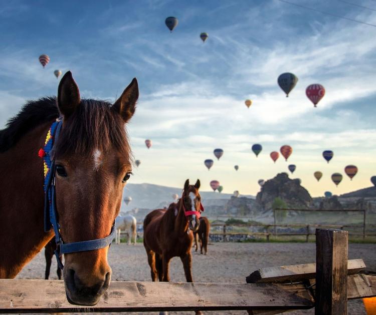  Cappadocia Horseback Riding Tour